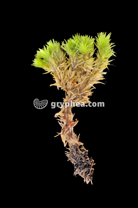 Pied de mousse - gryphea.org